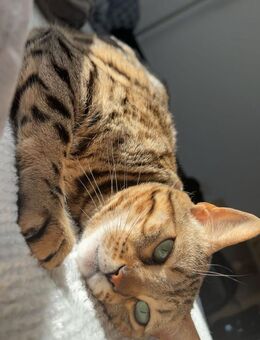 Zwei Bengal Katzen, reinrassig Stammbaum - Backnang