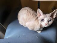 Katze Devon Rex Kastriert mit Stammbaum - Witten