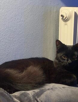 Perser-Katze - Stadland