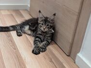 Maine Coon Mädchen mit Stammbaum - Alfeld (Leine)