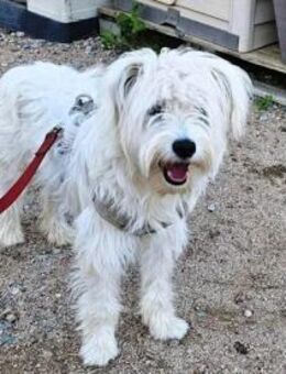 BIBI - eine seltsame Geschichte - Regensburg