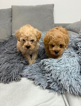 Maltipoo Welpen - Sindelfingen
