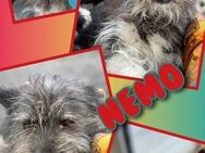 Struppi Nemo wartet aufs Glück! - Nürnberg