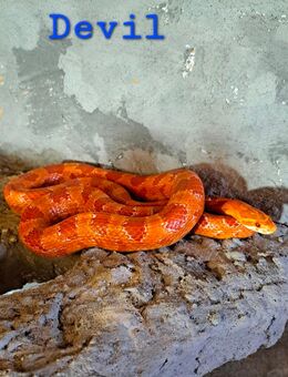 Kornnatter Männchen Amel - Gelsenkirchen