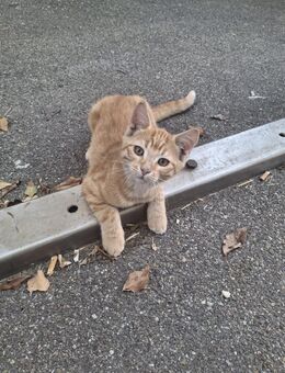 2 Katze - Heidenheim (Brenz)