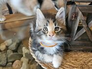 Maine Coon Kitten Mädel sucht dich - Euskirchen Zentrum