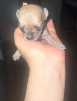 Kleine Chihuahua Rüden - Düsseldorf