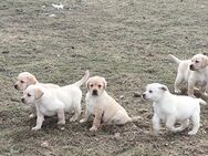 Traumhafte Labrador Welpen - Lübeck