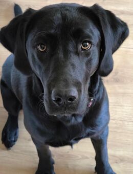 Labrador Hündin - Damme