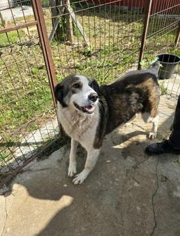 Bonita - soooo menschenbezogen - Dreikirchen