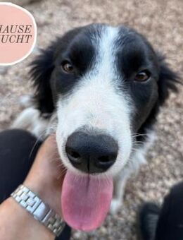 Zuckerschnute MOXY sucht ihre Familie 💕 - Saarbrücken