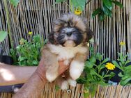 4 Süße Shih Tzu Welpen - Kassel