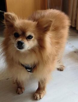 Spitzi Bella in 27619 Schiffdorf # - Wolfhagen