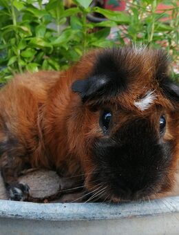 California Rosetten Meerschweinchen Bock 2,5J. - Birstein