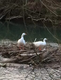 Bien-Zenker EVOLUTION 161 - Ihr individuelles Zuhause in Tauberbischofsheim - Tauberbischofsheim