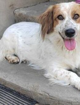 Mázli 1,5 Jahre junges Hundemädchen - Kassel