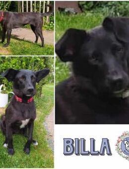 BILLA * sucht das Glück - Duisburg