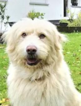 TWIST - zur Pension in Hessen - Regensburg