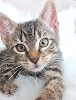 EKH Katzen Kitten Babys suchen ein neues Zuhause - Essen