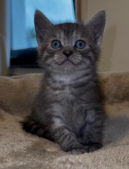 Baby Katze/Kitten - Swisttal