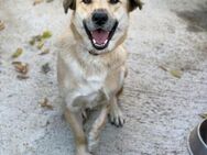 🐶Besonderer Borko💛🆘NOTFALL - Eislingen (Fils)