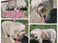 Neyla ist einsam - Bissingen