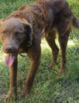 Caramello sucht seine Familie - München