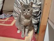 Fifi, sanfte Kuschelmaus, 1J in 85591 - Vaterstetten
