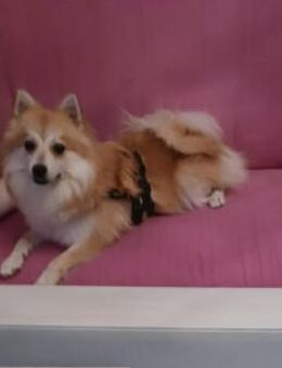 Wanda, Kleinspitzwelpenmädchen - Remagen