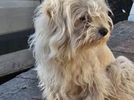 Kleine Flocke sucht ihre Familie - Leonberg (Baden-Württemberg)