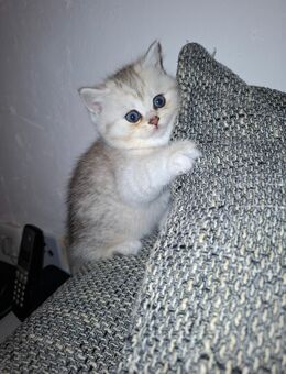Reinreisige BKH Kitten!!! - Oldenburg