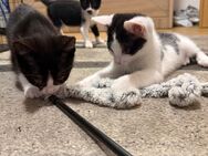 Kitten suchen neues Zuhause - Freital