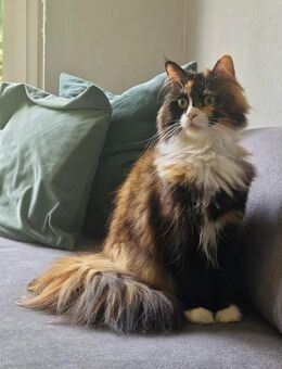 Wunderschöne Katze sucht neues Zuhause - Dortmund