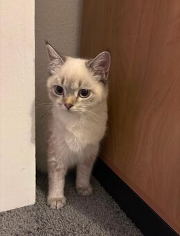 Britisch Katze - Berlin