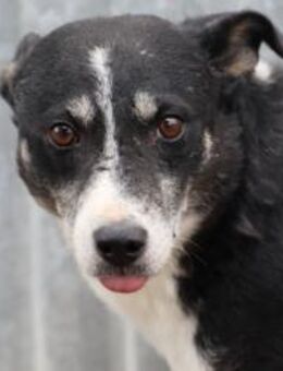 Kimbie - ruhiger Rüde - Lohra