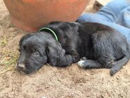 Golden Aussie Welpen (Australian Shepherd Golden retriever mix) - Hamminkeln