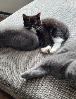 Bkh Kitten suchen dringend neues zu Hause - Schmallenberg