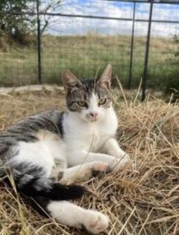 Loki - Der tapfere Katzenmann - Idstein