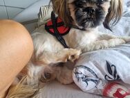 Shih-Tzu 1 Jahre Jung