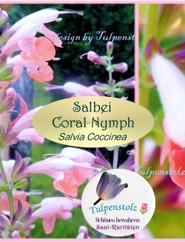 ♥ Duft Salbei,Salvia Coral Nymph rosa Samen,Garten Tulpenstolz,Salvia Coccinea,Duftpflanze,Bienenweide,Saatgut - Hamburg