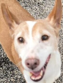FLORA sucht Zuhause - Gefrees