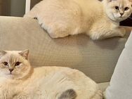 2 wundervolle kater abzugeben - Aldenhoven