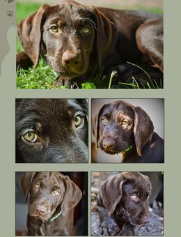 Labrador Mischlingswelpen - Rubkow