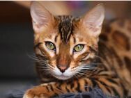 Kastrierter Bengalkater Lenny sucht ein zu Hause - Hadamar