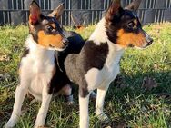 2 Basenji Welpen, Junghunde, Rüden, Tricolor - Lichtenfels (Bayern)