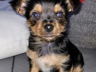 Yorkshire Terrier Welpen suchen ein neues Zuhause - Halle (Saale)