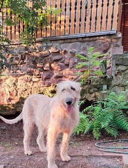 Irish Wolfhound Irischer Wolfshund Hündin - Kyffhäuserland