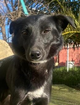 Tom; ein echter Katzenversteher - Geilenkirchen