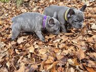 Französische bulldoggen - Altena