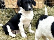 Lucky ist jetzt ganz allein im TIerheim - Großefehn